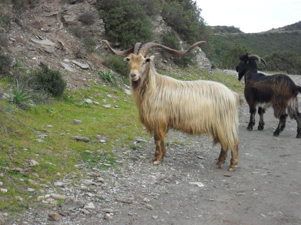 Gite U Licetu A La Campagne Oreta Dış mekan fotoğraf