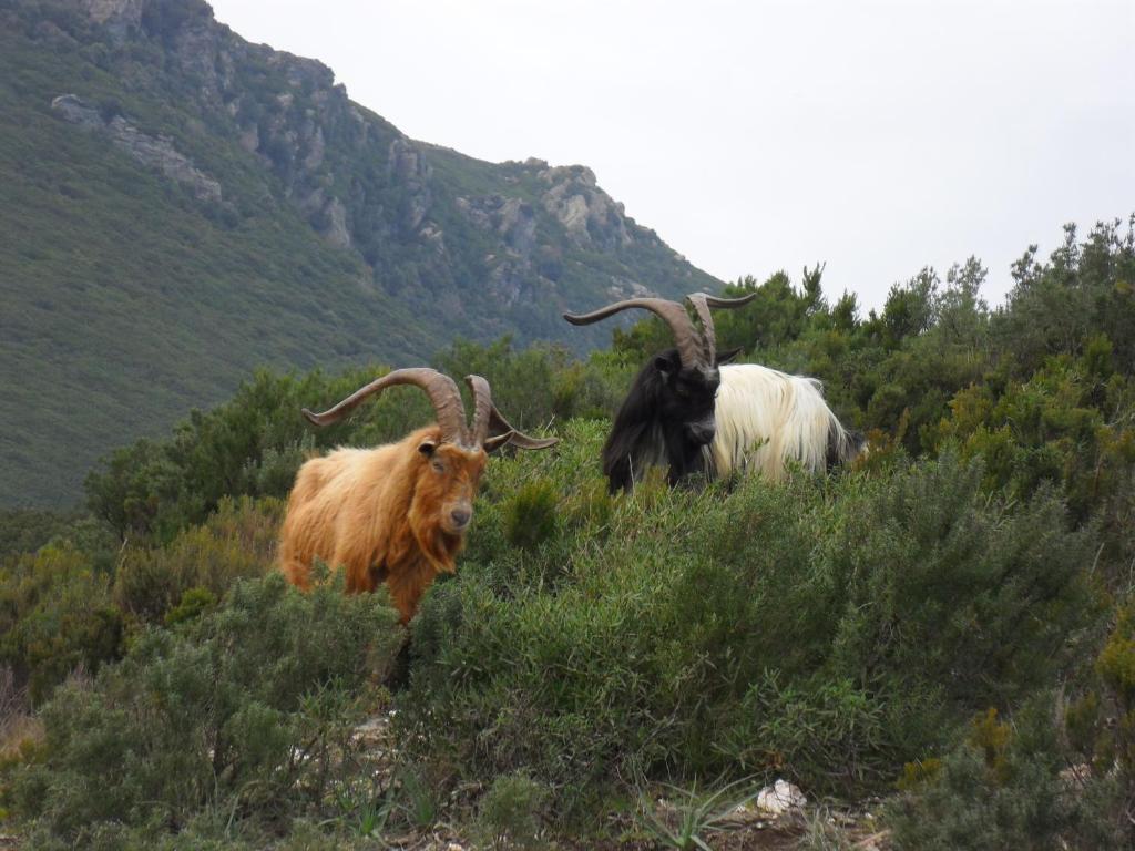 Gite U Licetu A La Campagne Oreta Dış mekan fotoğraf