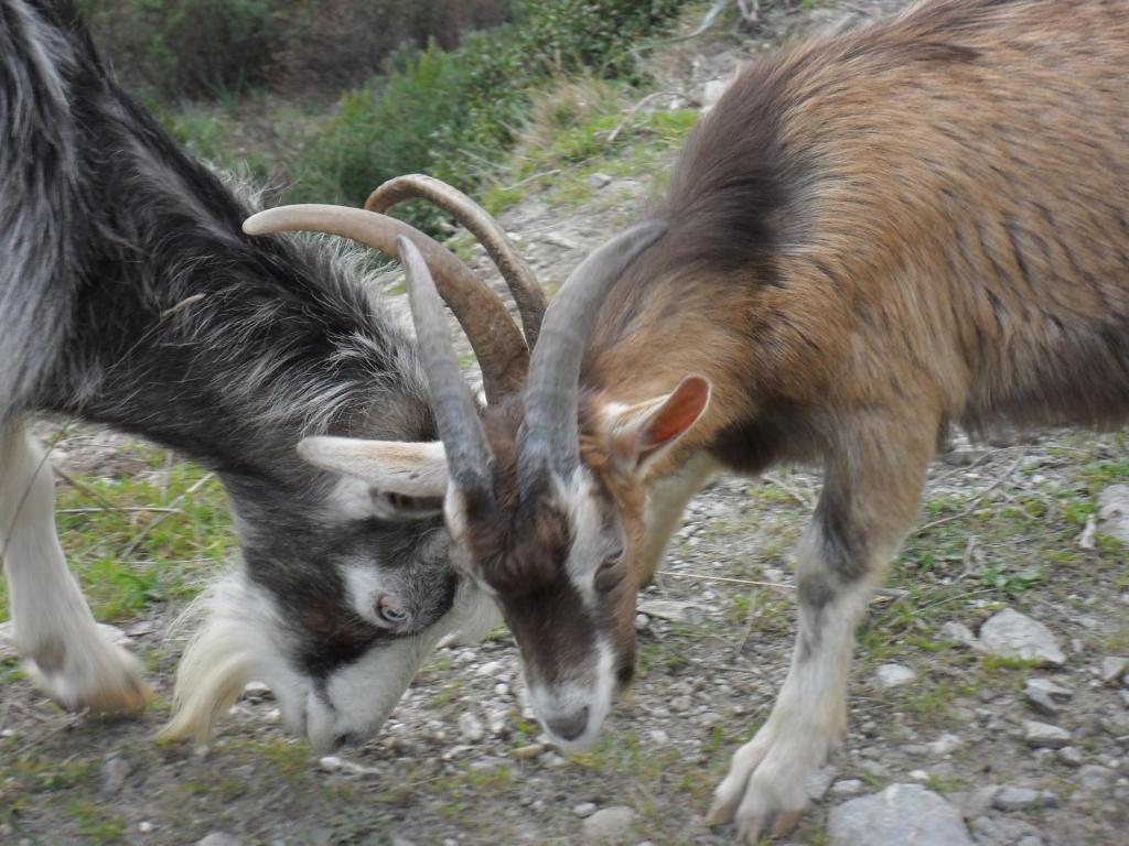 Gite U Licetu A La Campagne Oreta Dış mekan fotoğraf